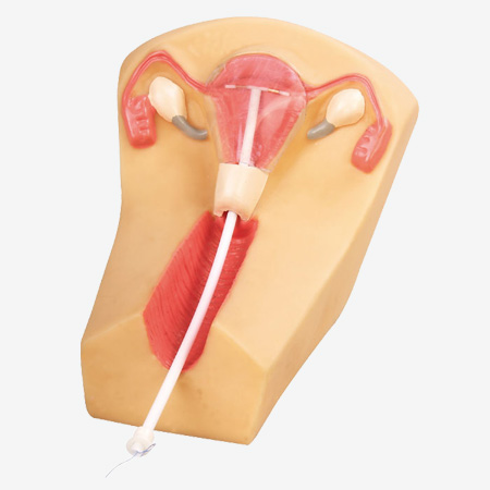 Ů�Թ��ڱ�������ѵ��ģ��