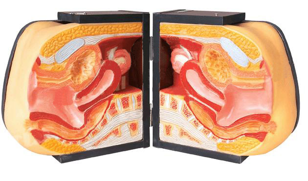 �߼�Ů�Ա�����ָ��ģ��