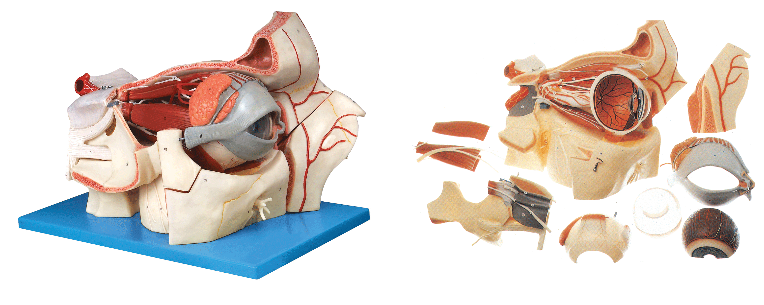 �������ۿ���Ѫ���񾭷Ŵ�ģ��