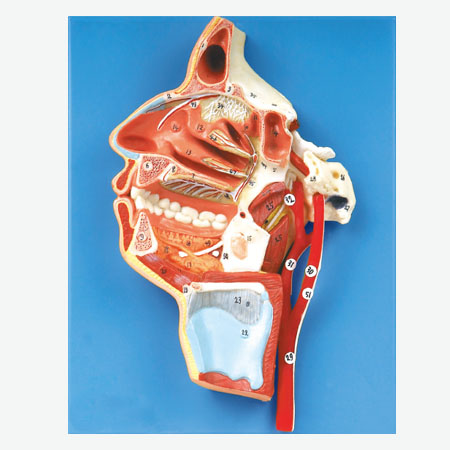 �ڡ��ǡ��ʡ����ڲ���Ѫ����ģ��