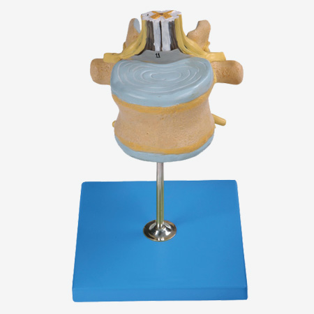 ��׵����������β�񾭷Ŵ�ģ��