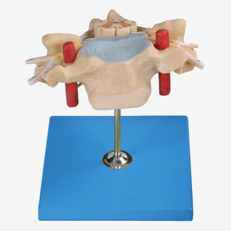 ��׵������ͼ��񾭷Ŵ�ģ��