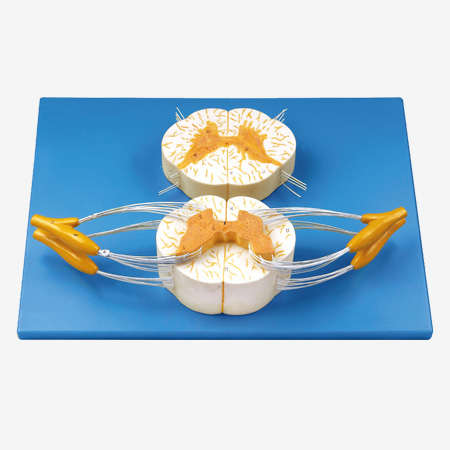 �����뼹�񾭷�֧�Ŵ�ģ��