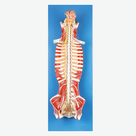 ׵���ڲ�������ģ��