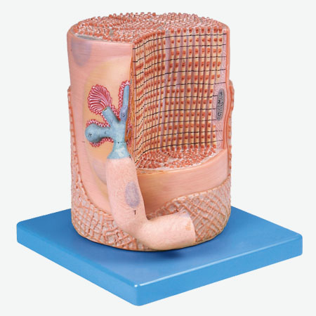 ��������ά���˶��հ�Ŵ�ģ��