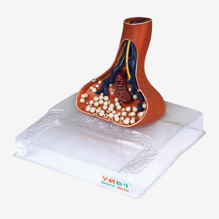 ��ĩ��ͻ���Ŵ�ģ��