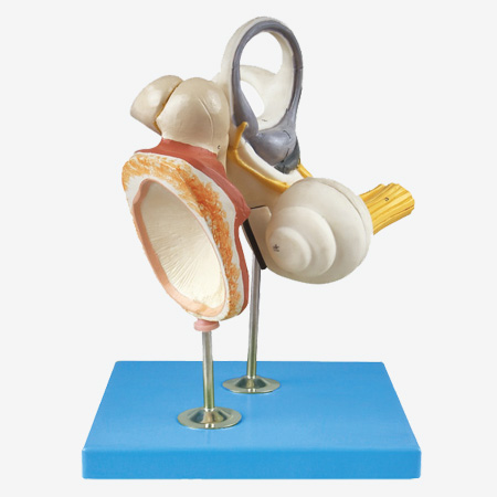 �ڶ�����С�Ǽ���Ĥ�Ŵ�ģ��