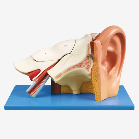 ���Ŵ�ģ��