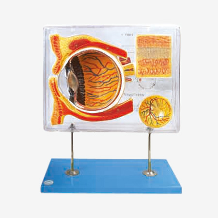 ��ʾ�̷Ŵ�ģ��