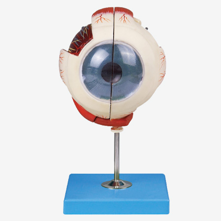 ����Ŵ�ģ��