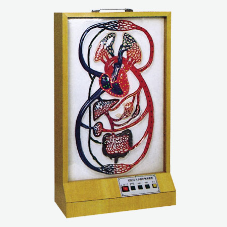 ��Сѭ���綯ģ��