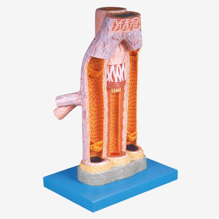 �����뾲�����ʷŴ�ģ��