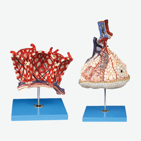 ��СҶ�����ݷŴ�ģ��