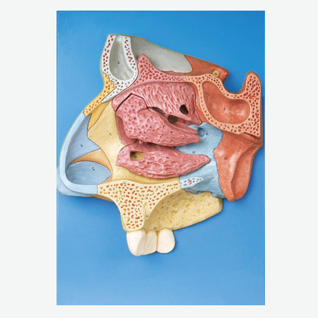 ��ǻ�Ŵ�ģ��