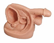 ����������ֳ��������ģ