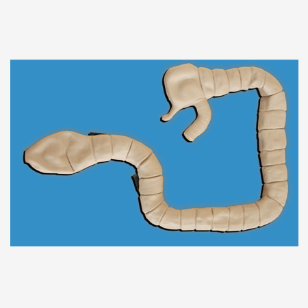 �������ģ��