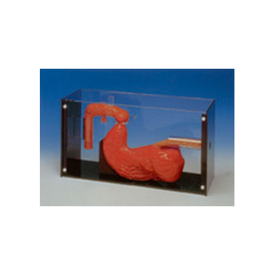 θ����ERCPѵ��ģ��