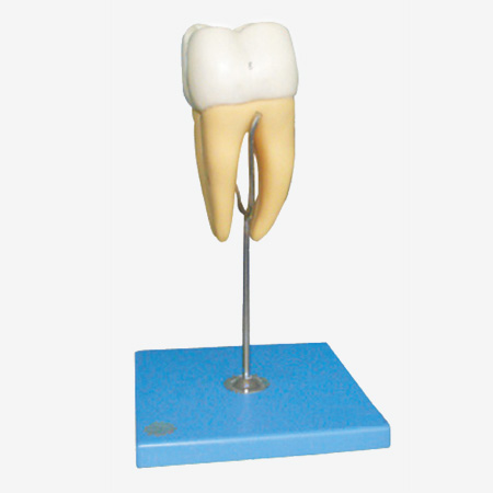 ĥ�����ʷŴ�ģ��