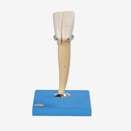 ���Ŵ�ģ��