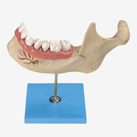 �������зŴ�ģ��