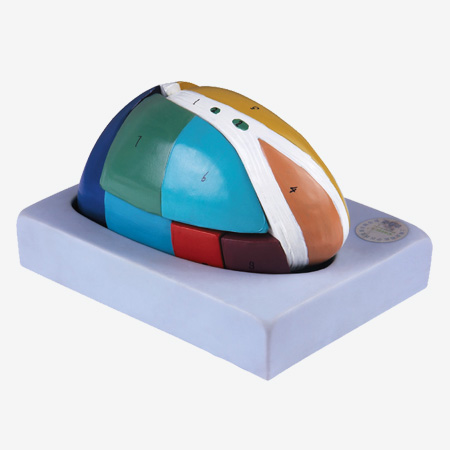 ���ԷŴ�ģ��