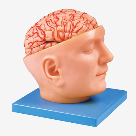 ͷ�����ԺͶ���ģ��