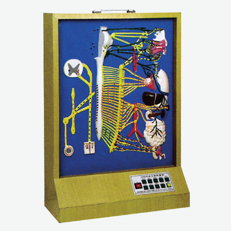 �����񾭷ֲ�ģ��