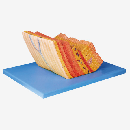 θ�ڷŴ�ģ��