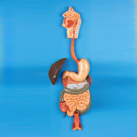 ����ϵͳģ��