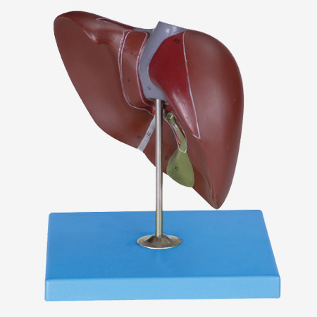 ����ģ��