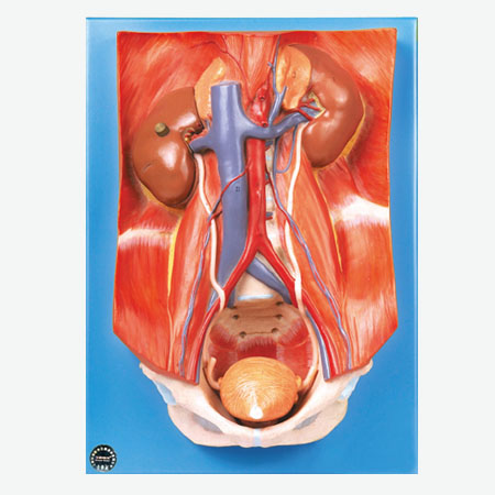 ����ϵͳ�������ģ��