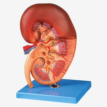 ������ʷŴ�ģ��