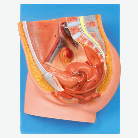 Ů����ǻ����ʧ״����ģ��