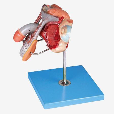 ������ֳ���ٽṹģ��