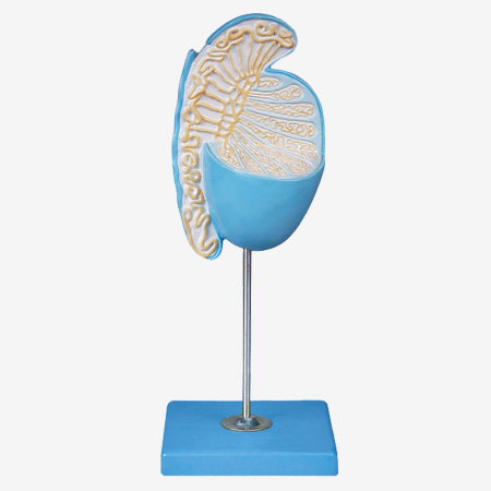 غ��Ŵ�ģ��