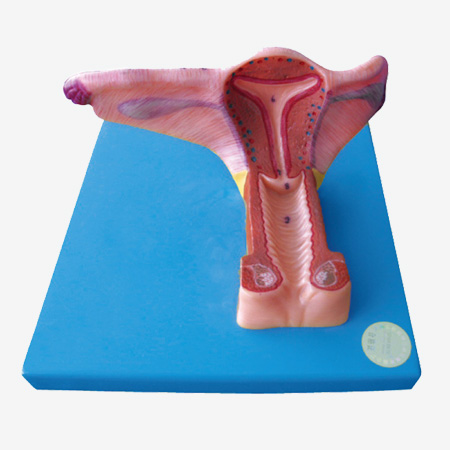 Ů������ֳ����ģ��