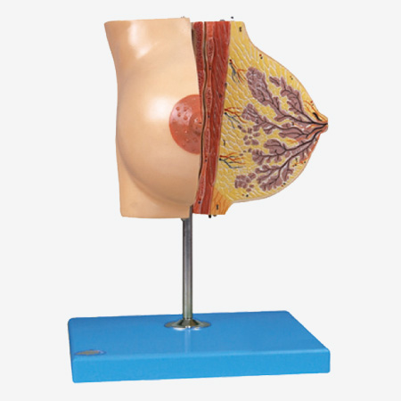 ��ֹ��Ů���鷿ģ��