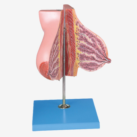 ������Ů���鷿ģ��