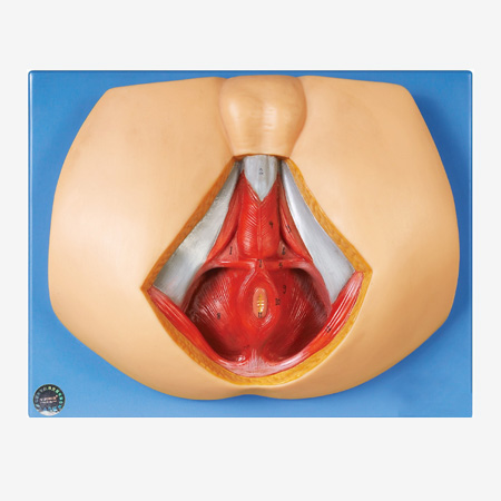 ���Ի���ģ��