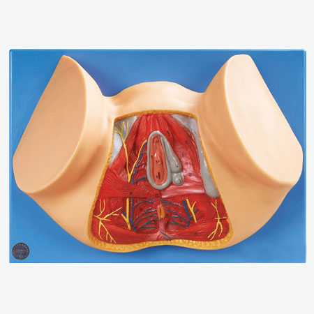 Ů�Ի���ģ��