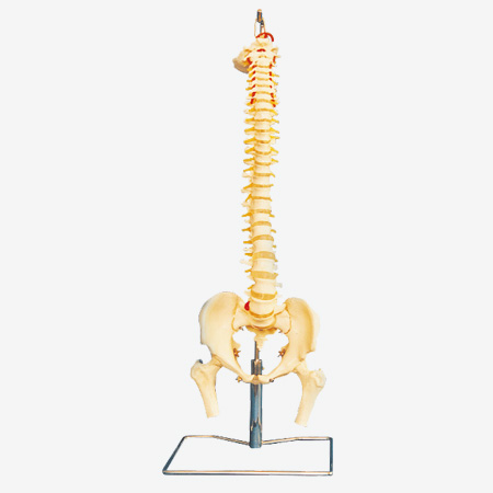 ������������ɹ�ͷģ��