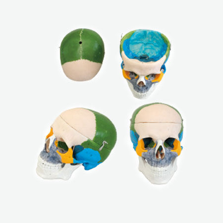 ����ͷ­�ǹ�����ɫģ��