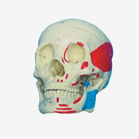 ����ͷ­�Ǽ�����ɫģ��