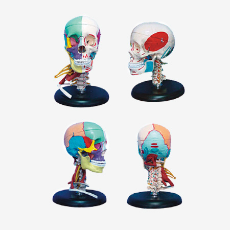 168cm����ͷ�����߼�����ɫ�Ұ�߹���ɫ��ģ��