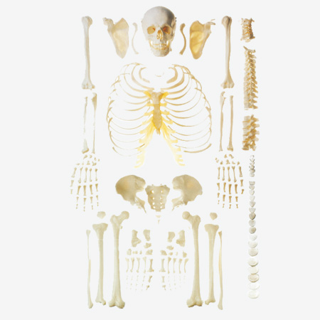 �������ɢ��ģ�ͣ�����ǣ�