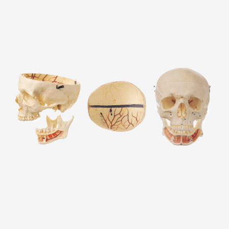 ����ͷ­�Ǹ���ģ��