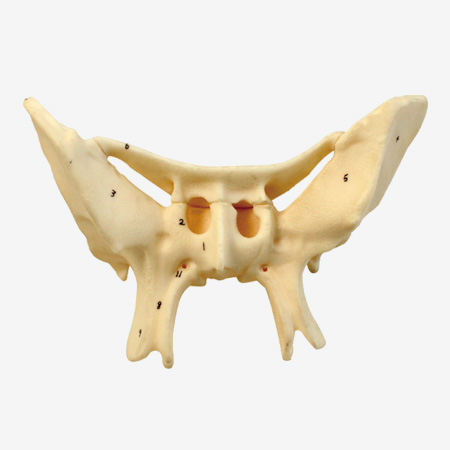 ���ǷŴ�ģ��