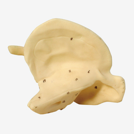 ɸ�ǷŴ�ģ��