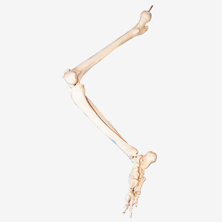 ��֫��ģ��