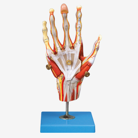 �ּ�����ҪѪ����ģ��